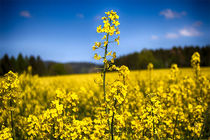 پیش‌بینی برداشت ۱۰۰۰تن کلزا از سطح مزارع شهرستان مشهد