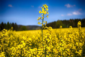 میزان خرید تضمینی کلزا فراتر از انتظار