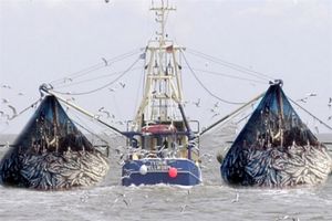 شیلات ایران حضور کشتی های چینی را قبول نمی‌کند/ به حرف مردم منطقه اعتماد دارم