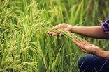 تولید ارقام جدید برنج، سویا و پنبه با فناوری هسته‌ای شتاب می‌گیرد