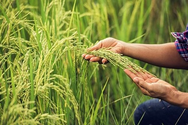 تولید ارقام جدید برنج، سویا و پنبه با فناوری هسته‌ای شتاب می‌گیرد