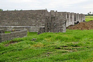 سوسک‌ها جی‌پی‌اس دارند