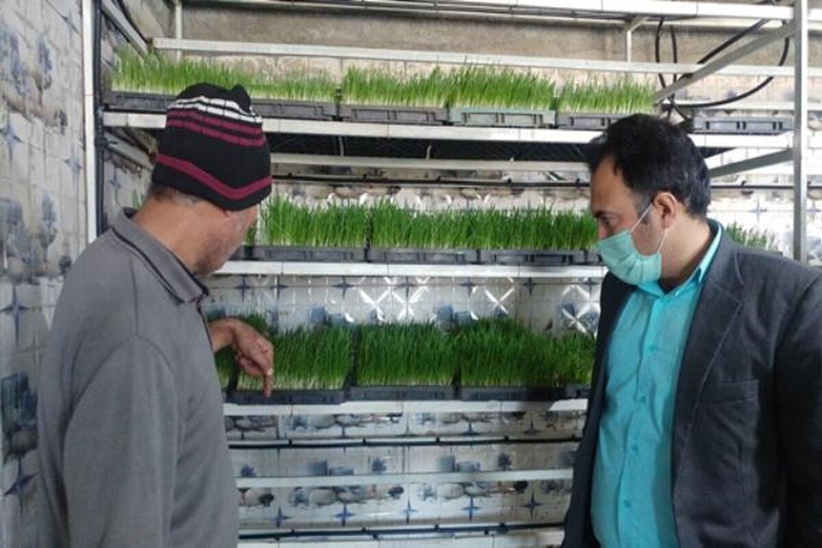 کشت هیدروپونیک