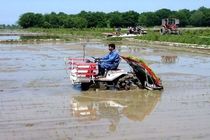 سالانه ۱۰ هزار هکتار از شالیزارهای استان تجهیز و نوسازی شود