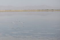 افزایش ۶ سانتی متری تراز تالاب قوری گل با انتقال ۷۰۰ هزار مترمکعب آب