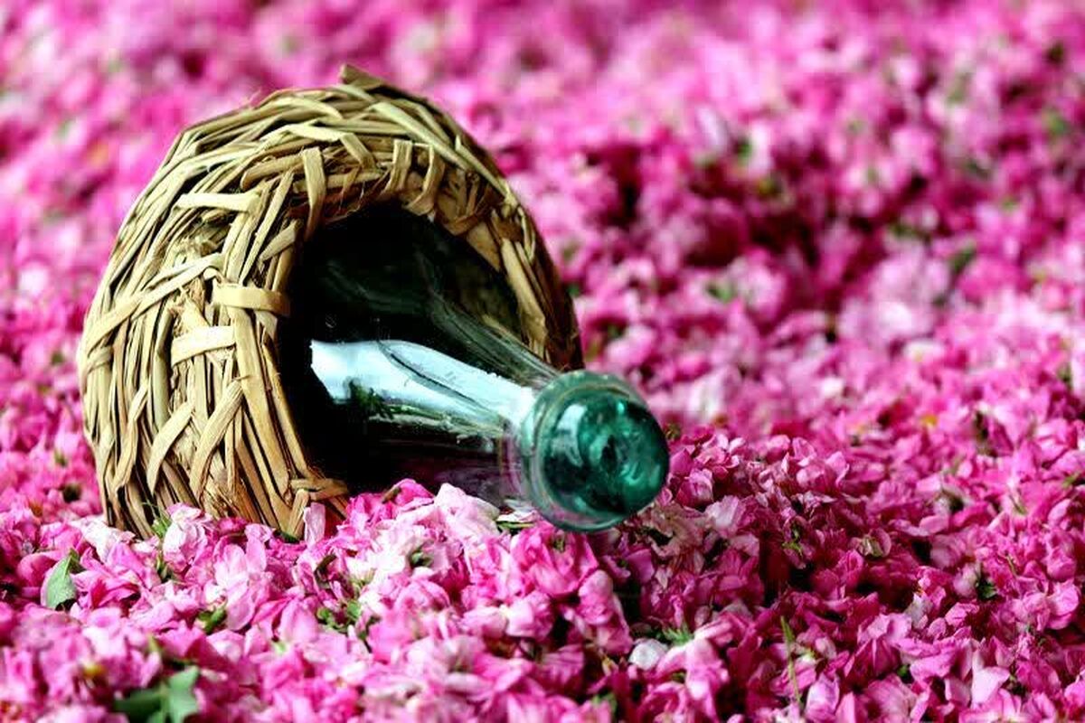 گلاب میمند 