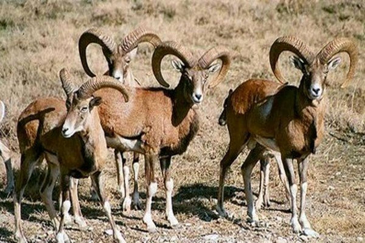 عکس حیات وحش