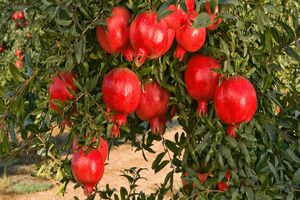 افزایش تولید انار در سبزوار 