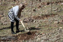طرح کاشت ۱ میلیارد درخت در کشور از شنبه آینده​ رسما شروع می‌شود
