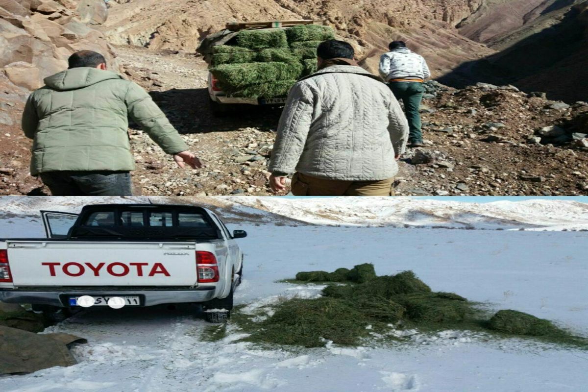 اصفهان- نذر علوفه