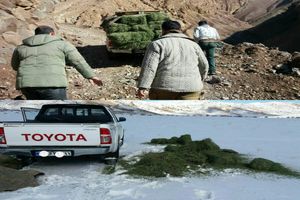 نذر بیش از پنج تن علوفه  در پناهگاه حیات وحش عباس آباد نایین 