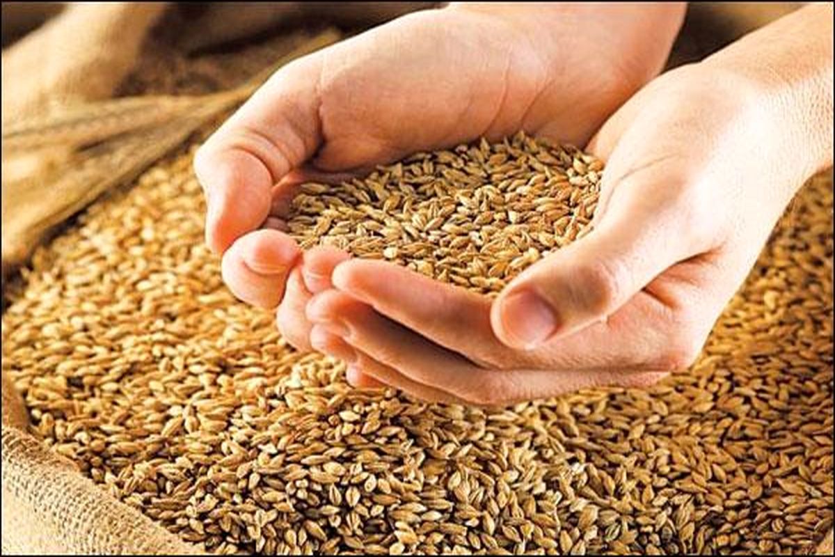شکرانه گندم