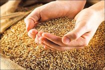 توزیع 372 تن سبوس گندم یارانه ای بین دامداران
