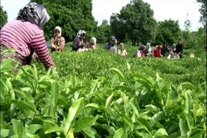  ۹۸ درصد از مطالبات چایکاران کشور پرداخت شد