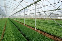 شهرک‌های کشاورزی استان اردبیل توسعه می‌یابد