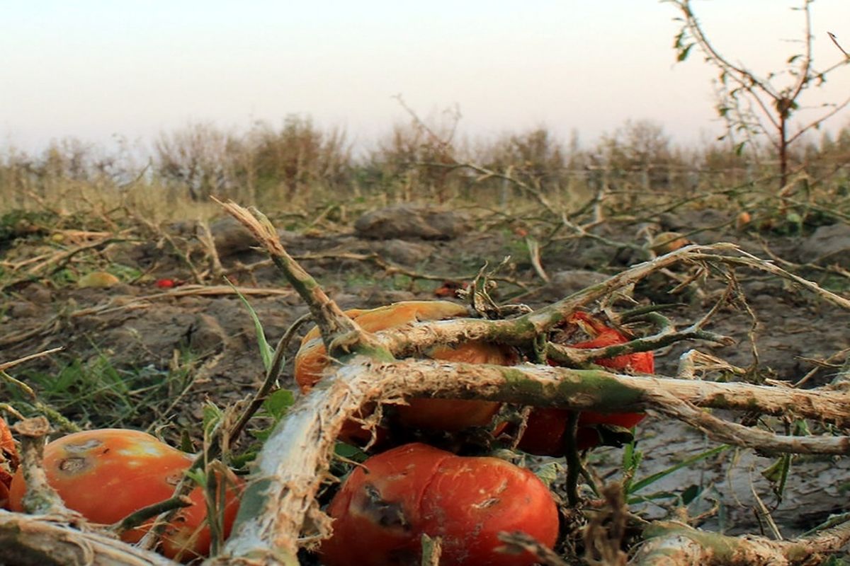 محصولات کشاورزان