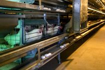 شش میلیون و ۷۰۰هزار قطعه مرغ تخم‌گذار در قم موجود است