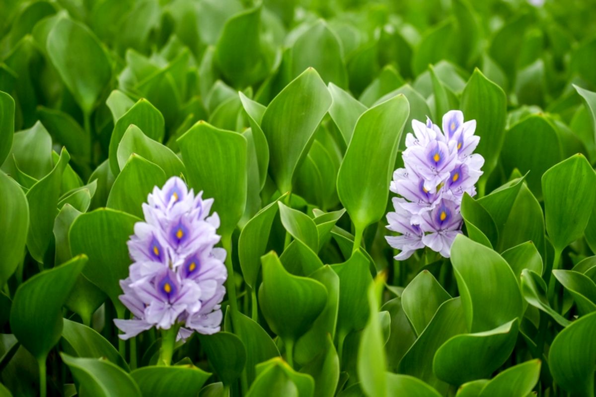 گل وگیاه صادراتی مازندران