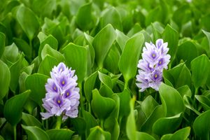 مازندران قطب اصلی صادرات گل و گیاه کشور می‌شود