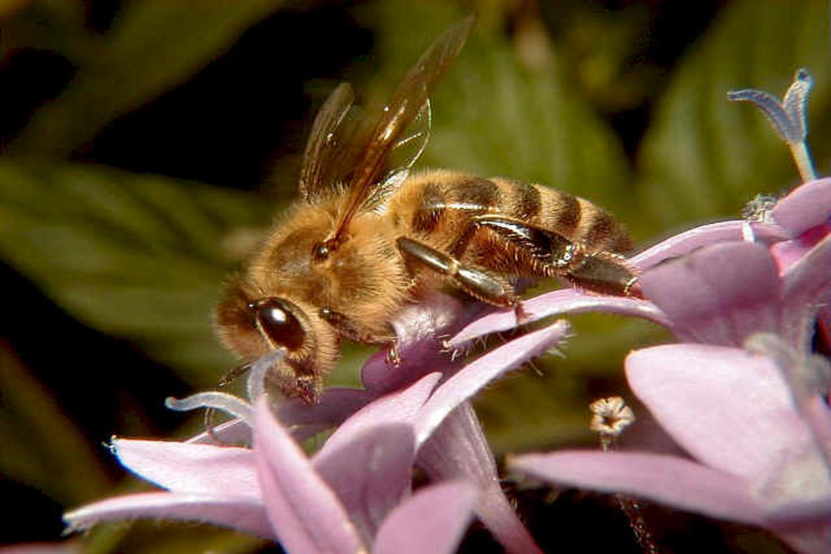 زنبور