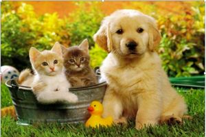 هرآنچه که برای مراقبت حیوانات خانگی نیاز دارید