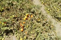 استقبال کشاورزان شهرکرد از کشت زیر پلاستیکی