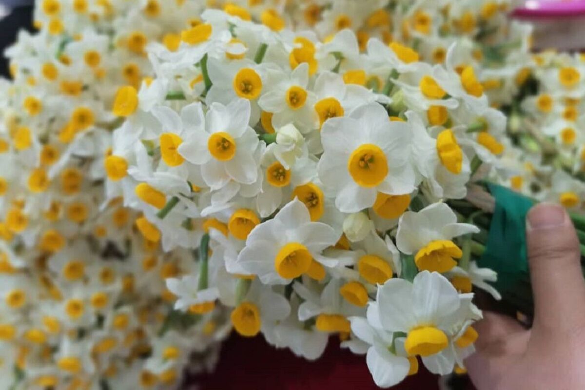 گل نرگس