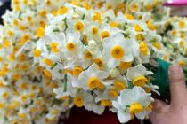 پیچیدن رایحه گل نرگس در مازندران