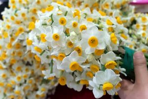 600 هزار شاخه گل نرگس در بهشهر تولید شد