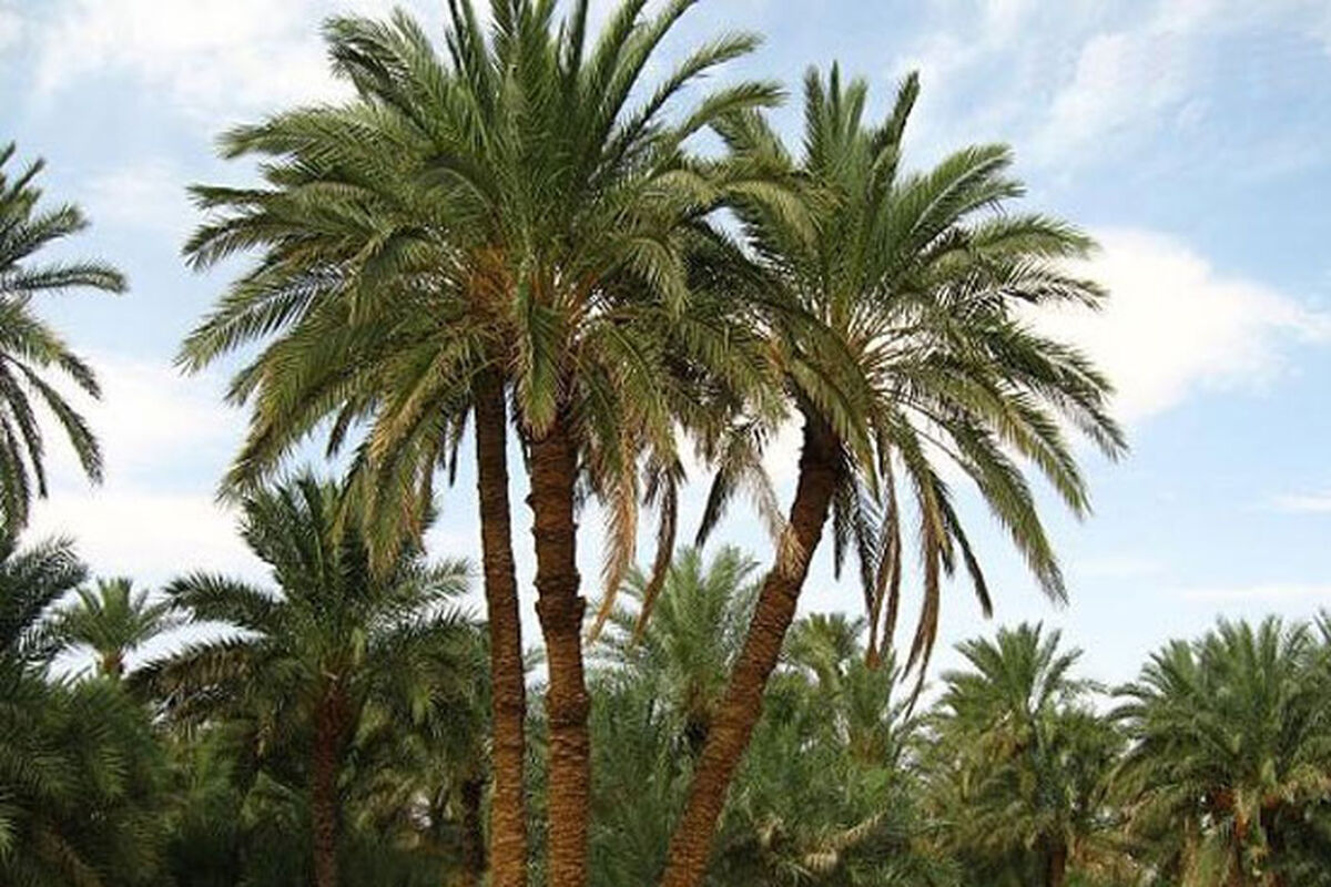 نخل خرما