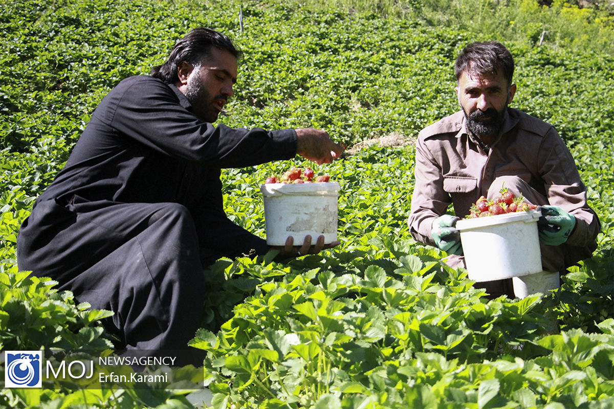 برداشت توت فرنگی از باغات سنندج