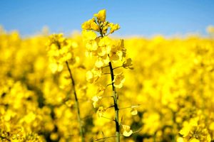 بیمه اختیاری کشت کلزا در اندیمشک محقق می شود 