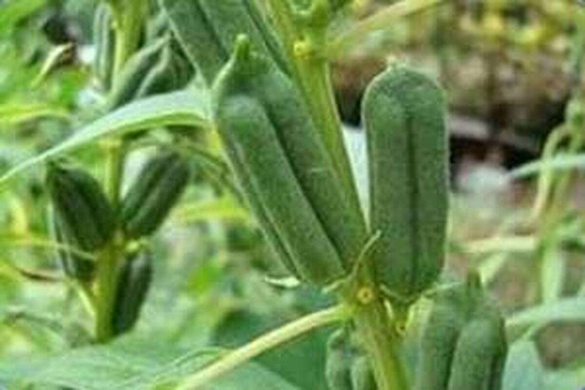 كنجد