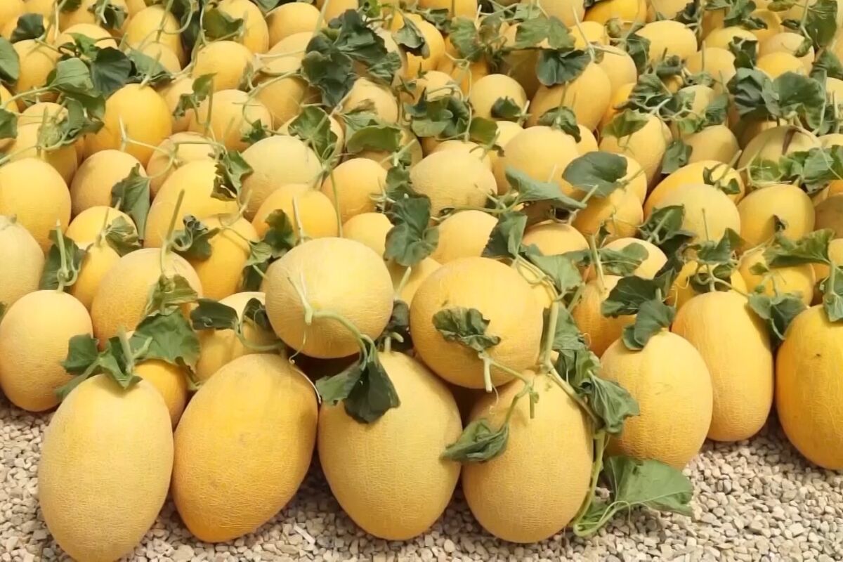 خربزه گرگاب