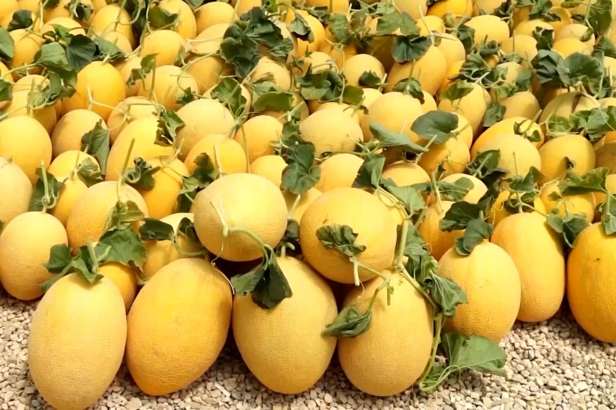 خربزه گرگاب