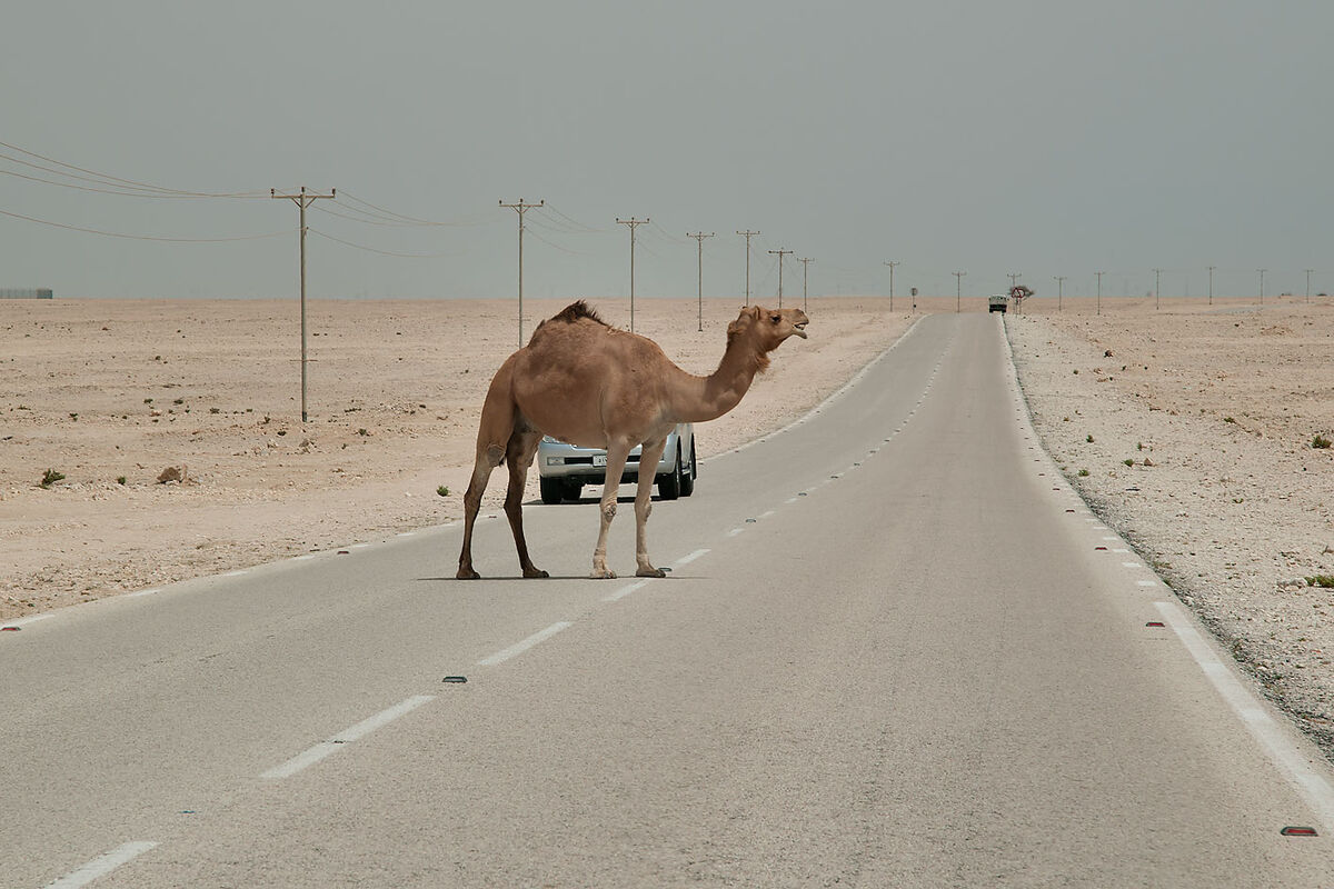 شتر