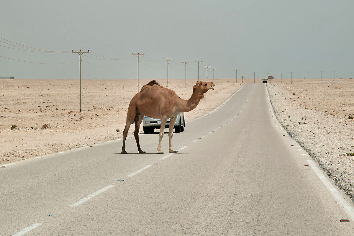 شتر