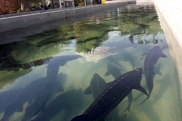 خاویار خراسان رضوی در مسیر بازارهای جهانی