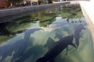 خاویار خراسان رضوی در مسیر بازارهای جهانی