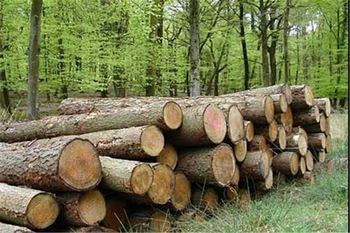 زراعت چوب در استان گلستان افزایش می‎یابد