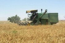 برداشت گندم در زمین های شرکت توسعه  نیشکر آغاز شد