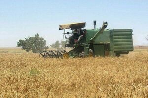 مطالبات گندم کاران استان کرمانشاه به‌روز پرداخت می‌شود