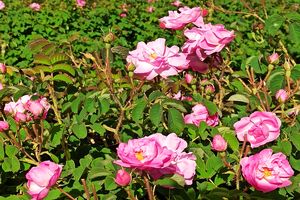 برندینگ شهری میمند مورد اهتمام باشد/ از جشنواره گل و گلاب میمند حمایت می کنیم