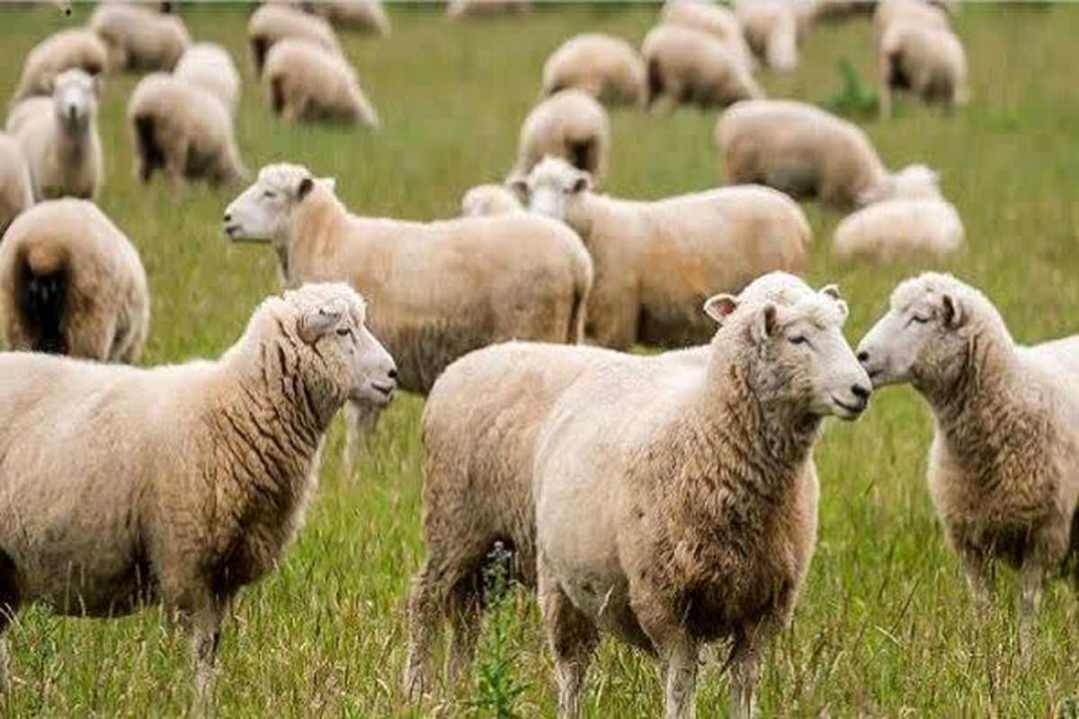 جهاد کشاورزی فارس 