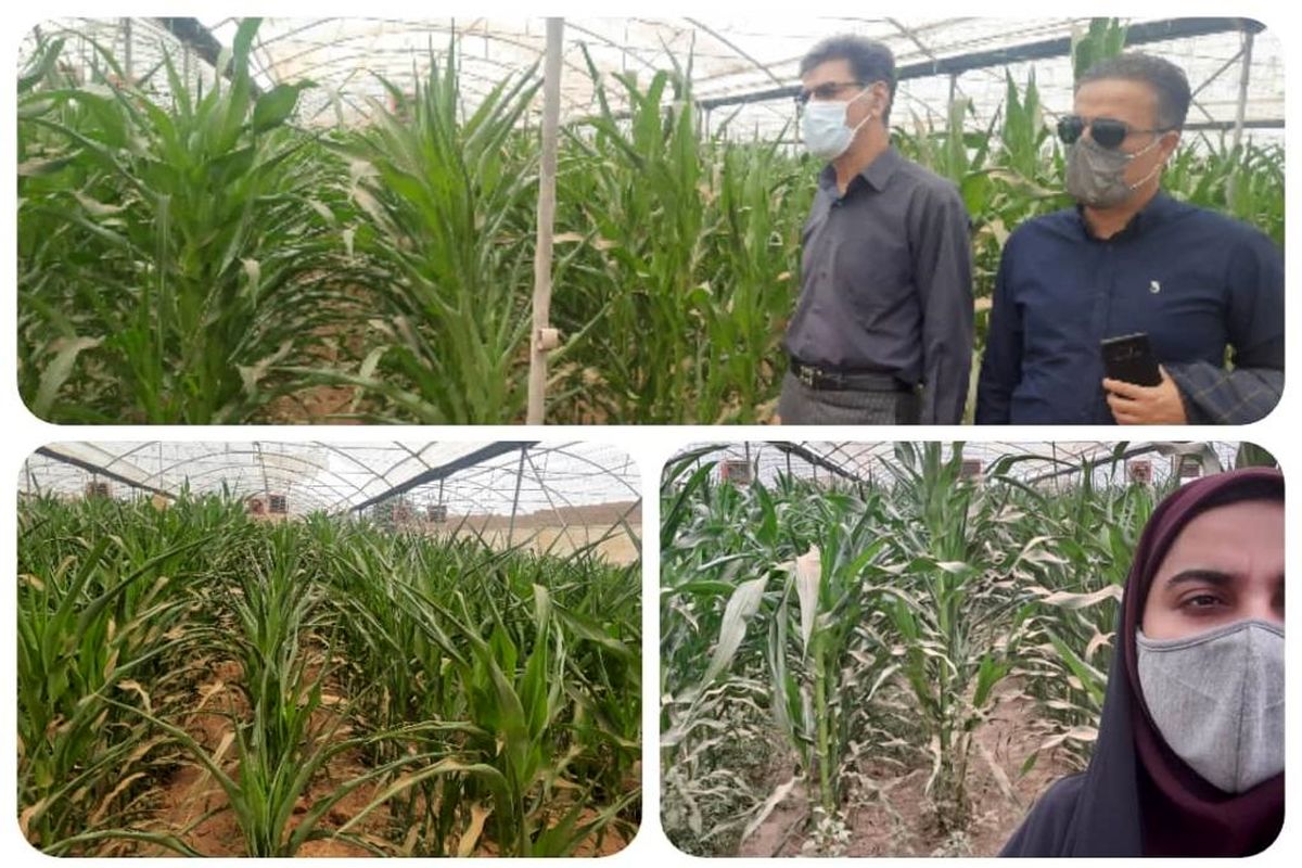 کشت ذرت یزد 