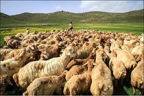 سمپاشی و ضدعفونی ۲٫۳ میلیون متر مربع جایگاه‌ نگهداری دام در سال ۹۴