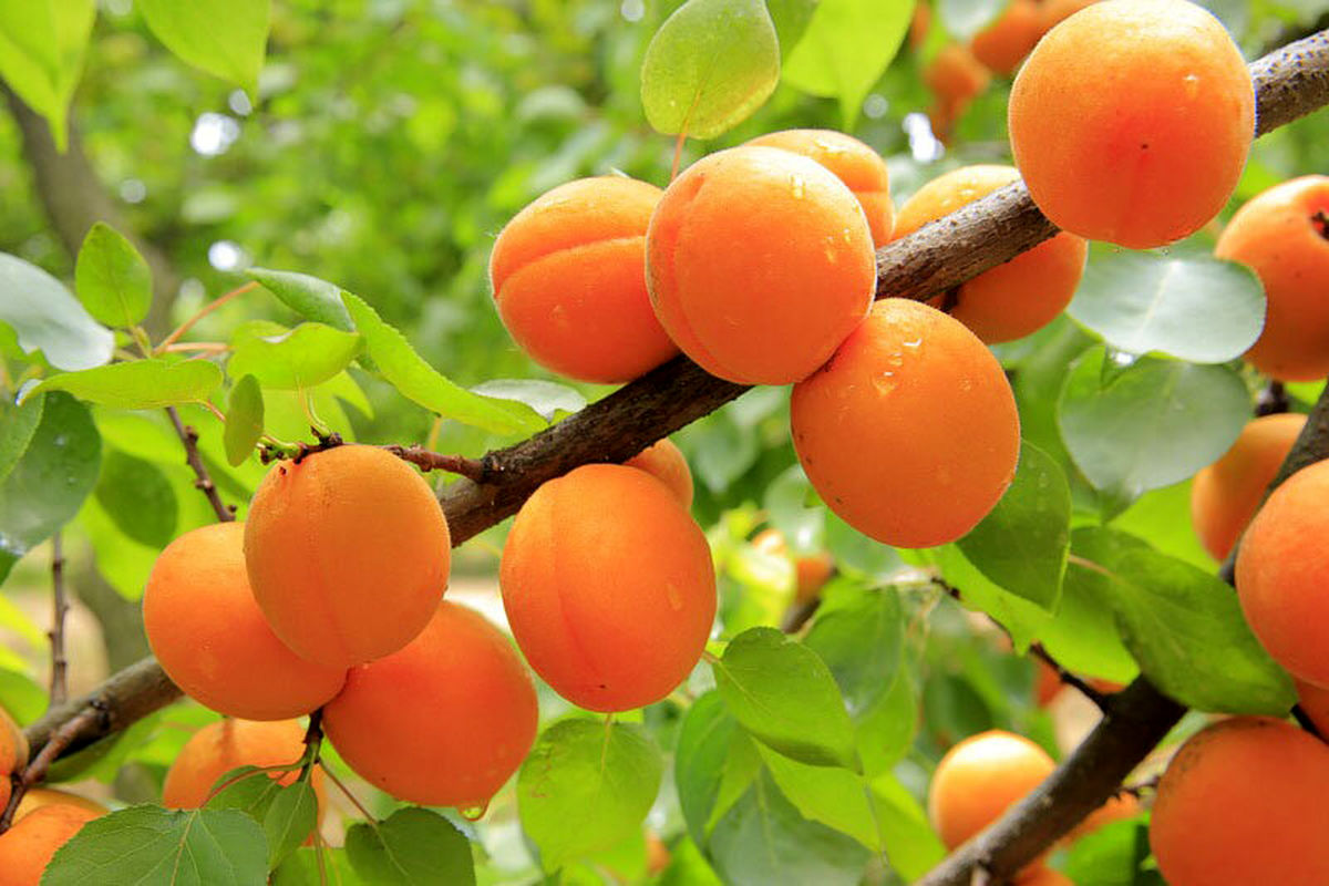 برداشت زردآلو