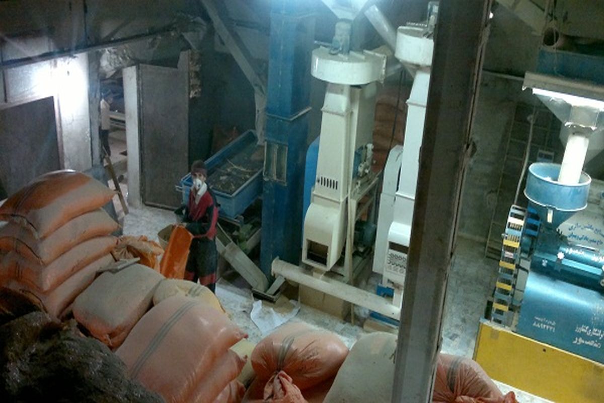 شالیکوبی ها