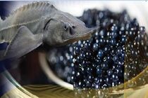 ۱۸ تُن خاویار به خارج از کشور صادر شده است