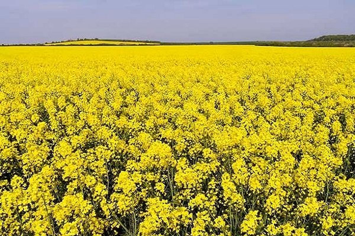 کلزا دهلران